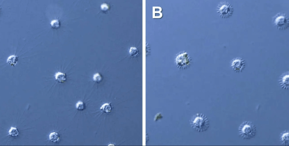 солнечные черви, аксоподии, гелиозой