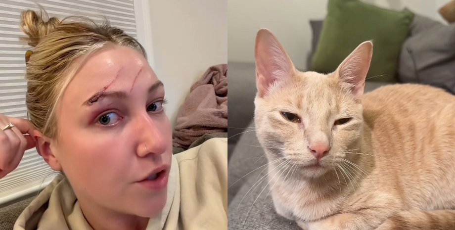 Жінку підставив її власний кіт перед важливою подією: вона не знає, як їй бути далі