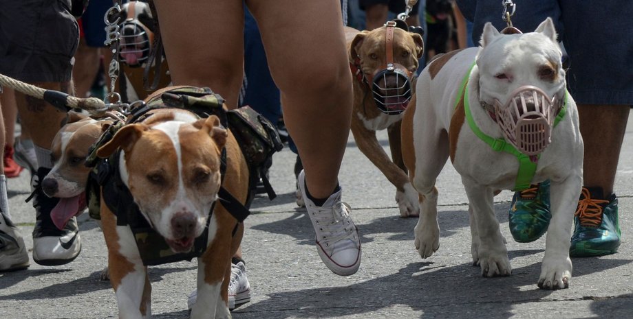 10 породам собак не понадобится специальная проверка, запрет собак в Египте,