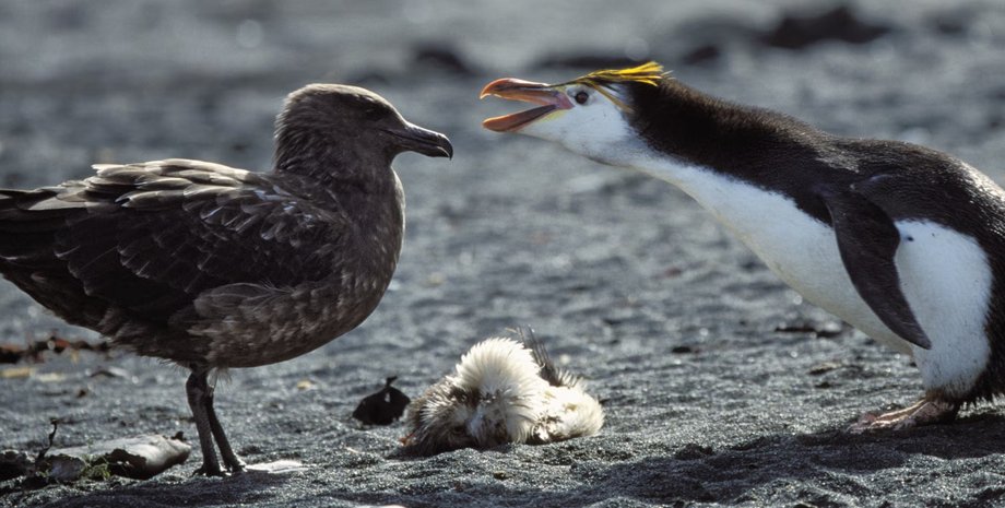антарктида, поморник, пингвин