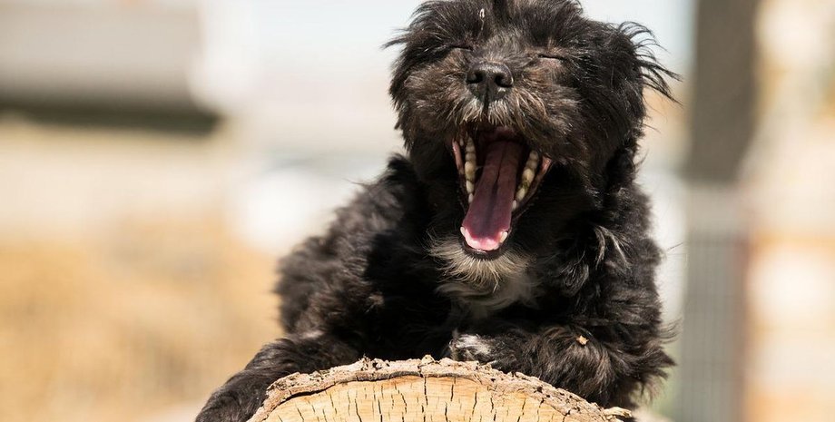 Собака, домашний любимец, собака зевает