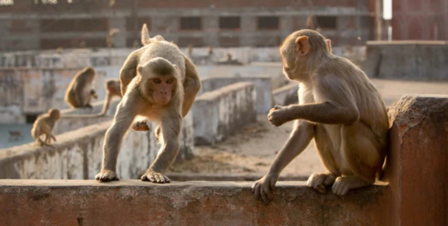 Примати розгромили школу на Тайвані, вони ховалися в навчальному закладі від спеки та шукали там їжу