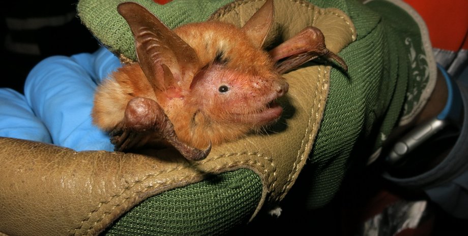 летучие мыши, Гвинея, угроза