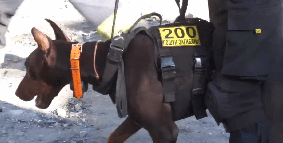 собака, тварина, пошук загиблих