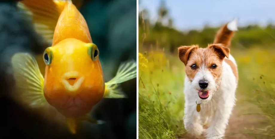 Люди відверто розповіли про тварин, яких більше не хочуть бачити у своєму житті