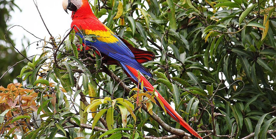 Фото:Benjamint444,commons.wikimedia.org