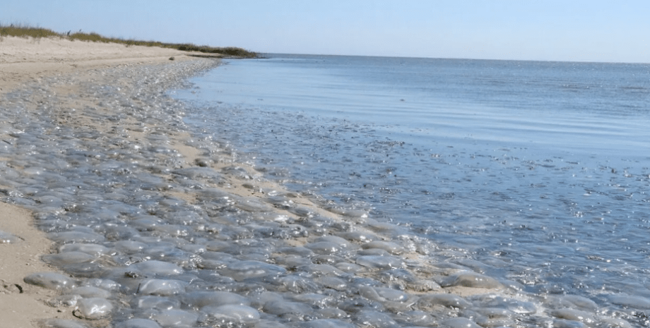 Медузи на березі Азовського моря