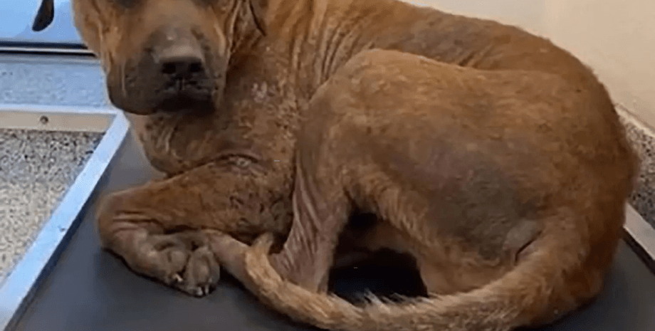 Чапо, собака, приют