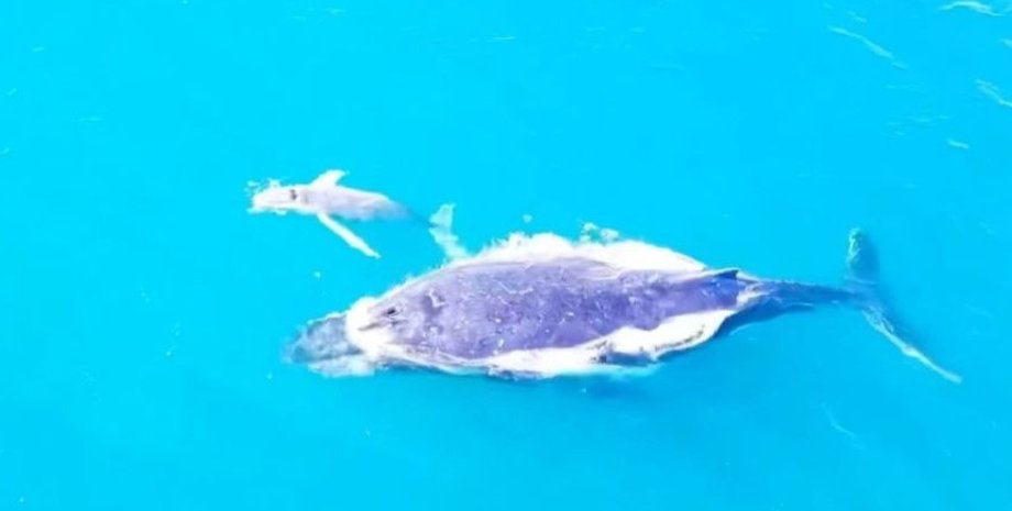 киты, кит альбинос, белый кит