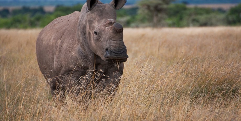 Фату, одна из двух последних самок северного белого носорога. Jan Stejslai/HelpingRhinos
