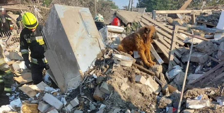 Пес Крим, Дніпро