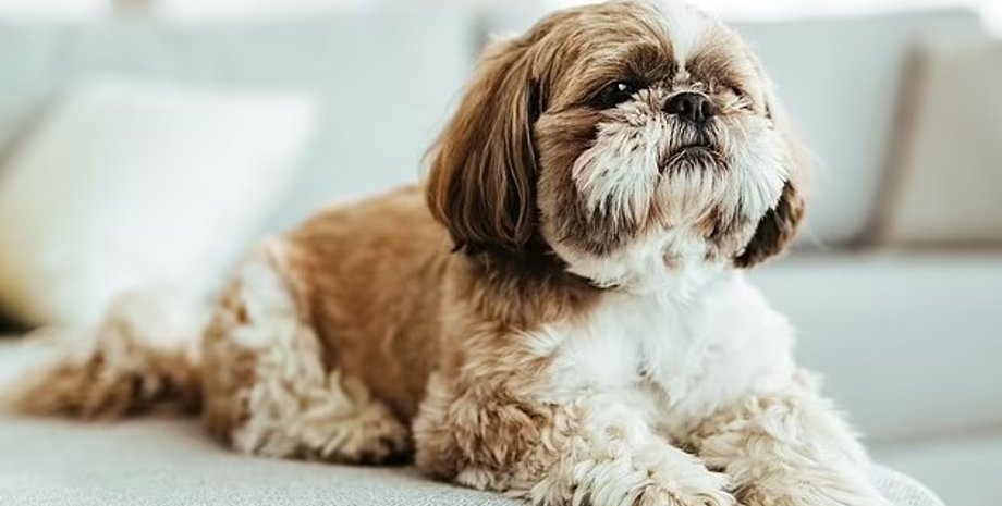 ши-тцу, болезни ши-тцу