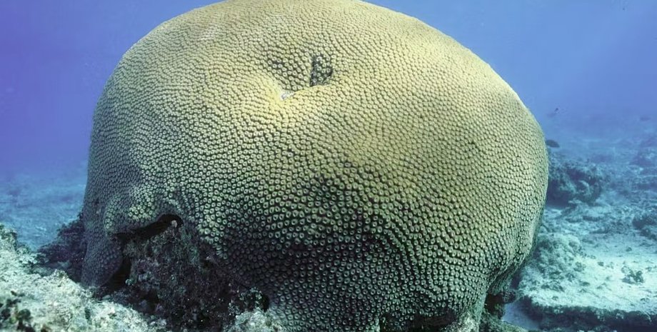 коралл, самый большой коралл