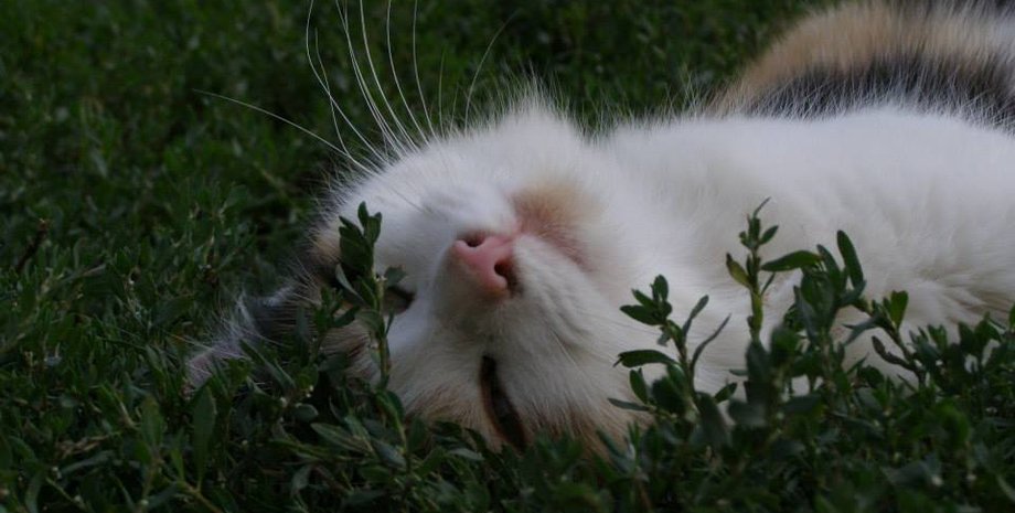 кошка, домашнее животное