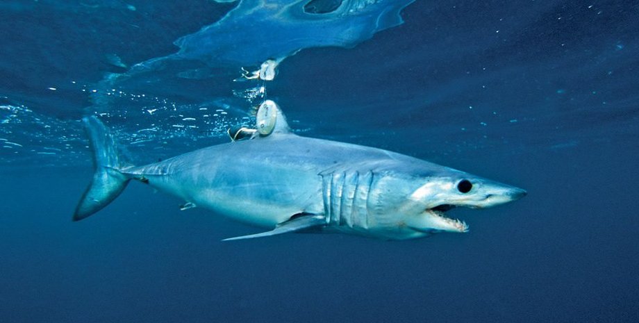 Акула-мако. Wikipedia