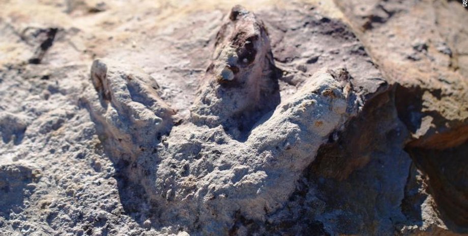 відбитки лап динозаврів, сліди динозаврів