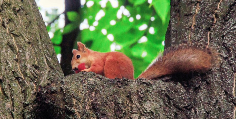белка на дереве, биомеханизмы, биометрические исследования