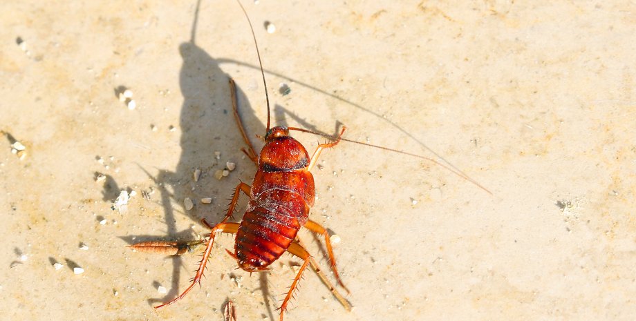 таракан, антибиотики