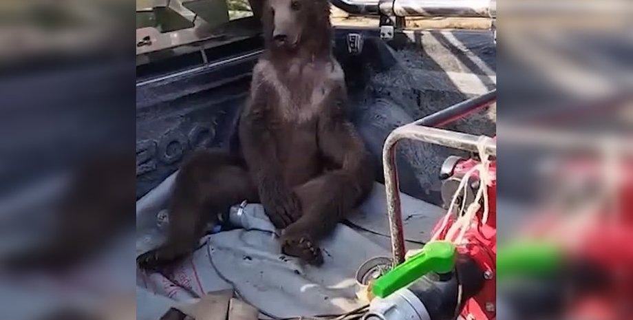 пьяный медведь, бешенный мед, мед галлюциногенный,