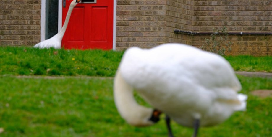 лебедь, стук в дверь