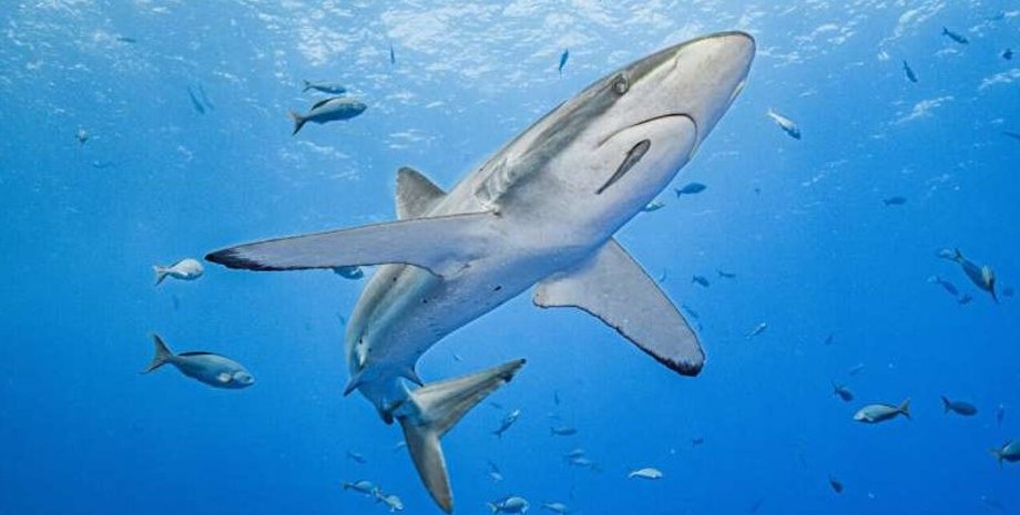 акула, шелковистая акула