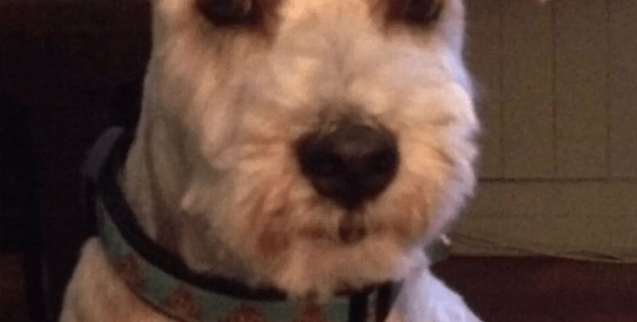 собака, незвичне "татуювання", соцмережі