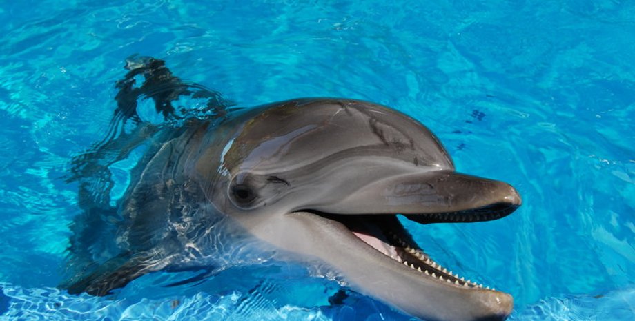 Фото: restbee.ru