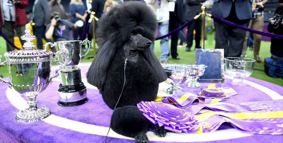 Фото: The Westminster Kennel Club