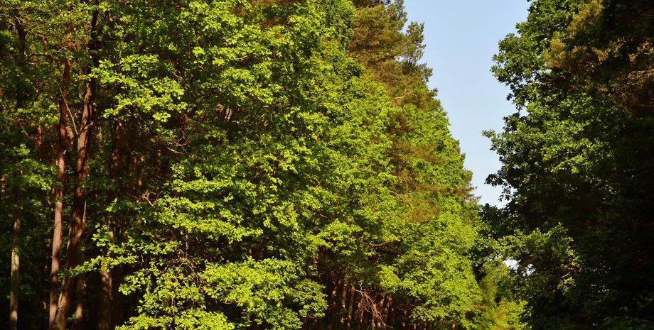 Цуманская пуща, Волынь, велотуризм, туристические маршруты