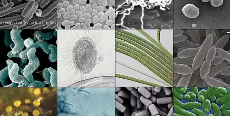 бактерії, види бактерій