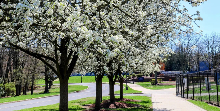 Дерево смороду. Інвазивний вид захоплює Штати: наводить хаос і дуже погано пахне0