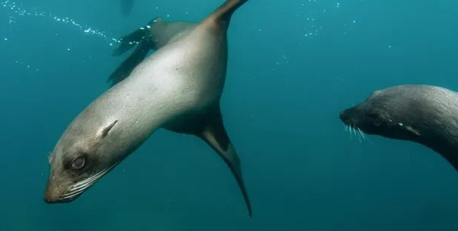 морской котик, тюлень