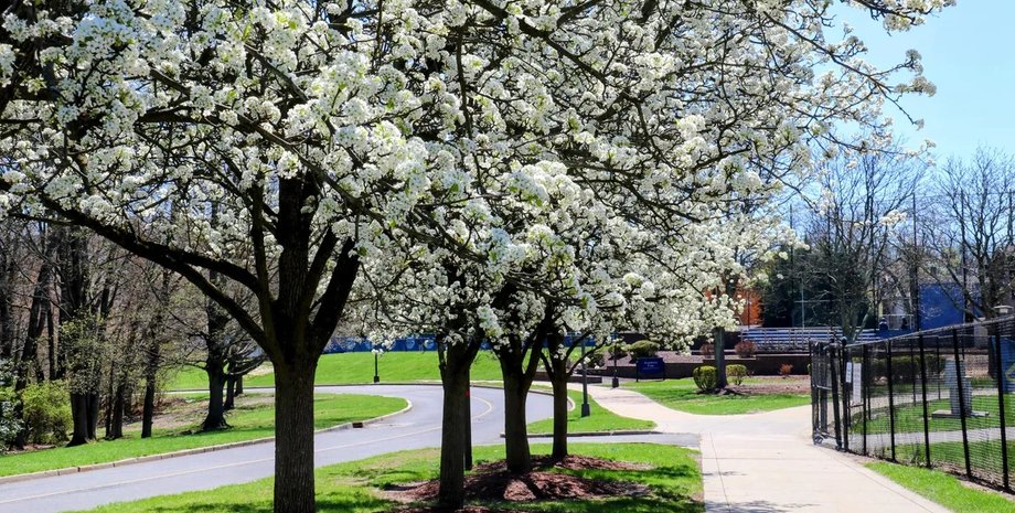 груша каллері