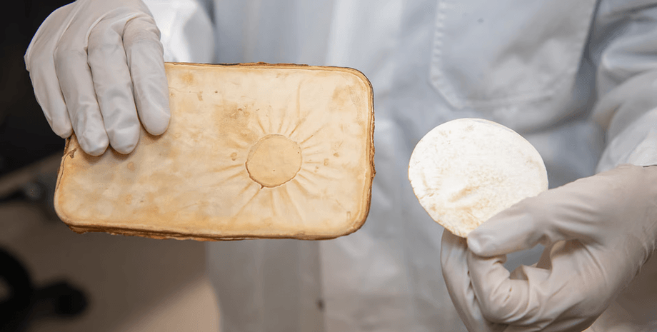 гриб, лист, мицелий