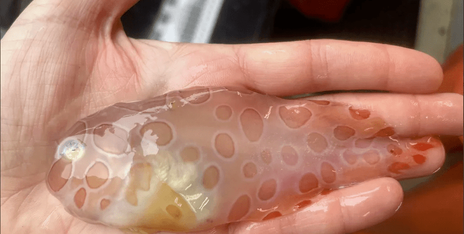 пятнистый морской слизень, прозрачно-красноватое тело, фото