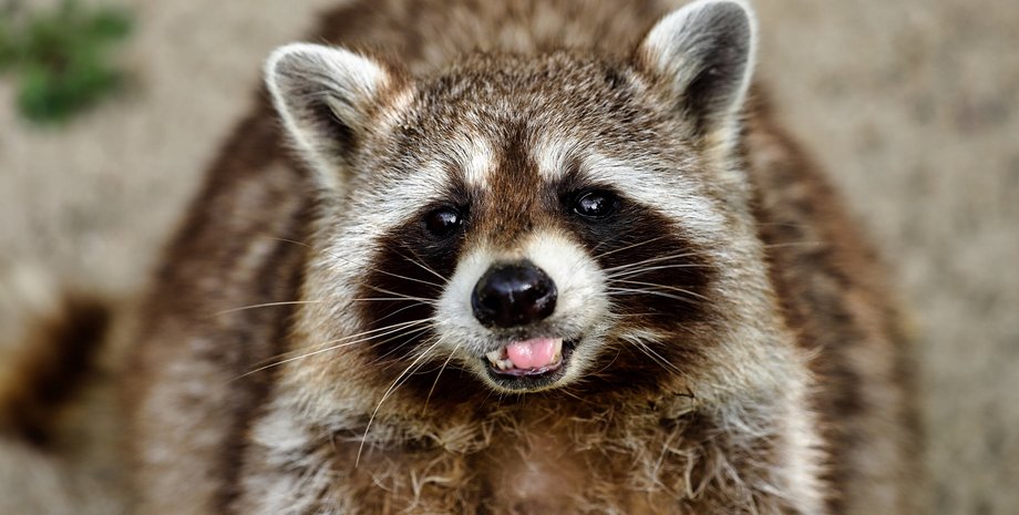 єнот, тварина єнот, єнот нічна тварина, єнот нічна тварина