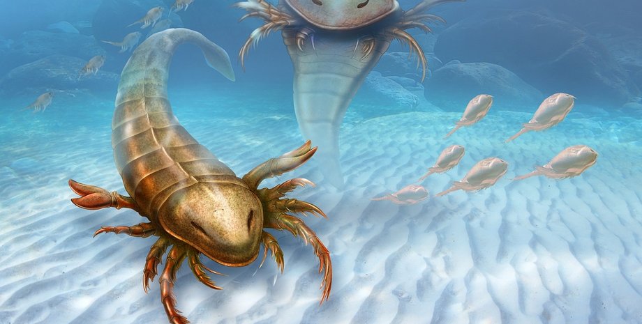 Один из старейших земных хищников / Фото: Patrick J.Lynch/Yale University