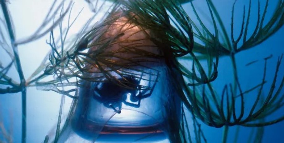 паук-колокольчик, подводный паук