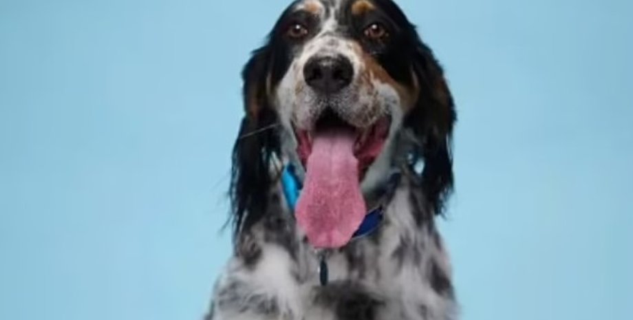 собака, довгий язик