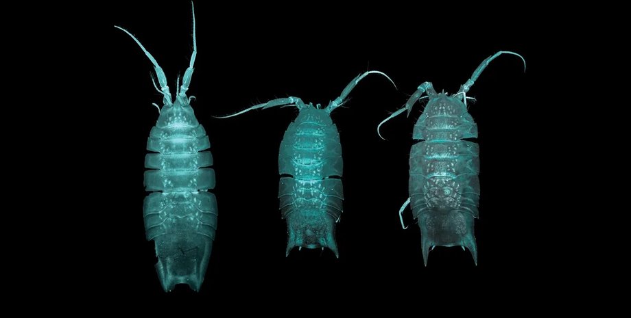 изоподы новый вид