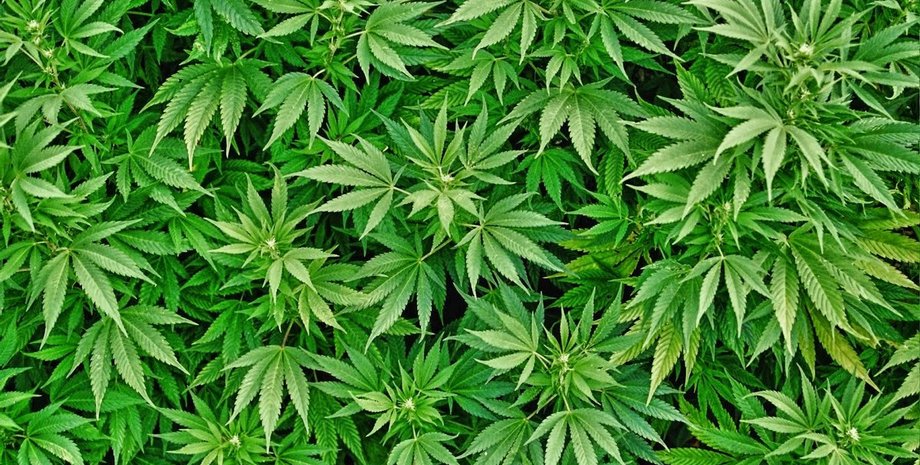 Конопля, каннабис, марихуана, законопроект