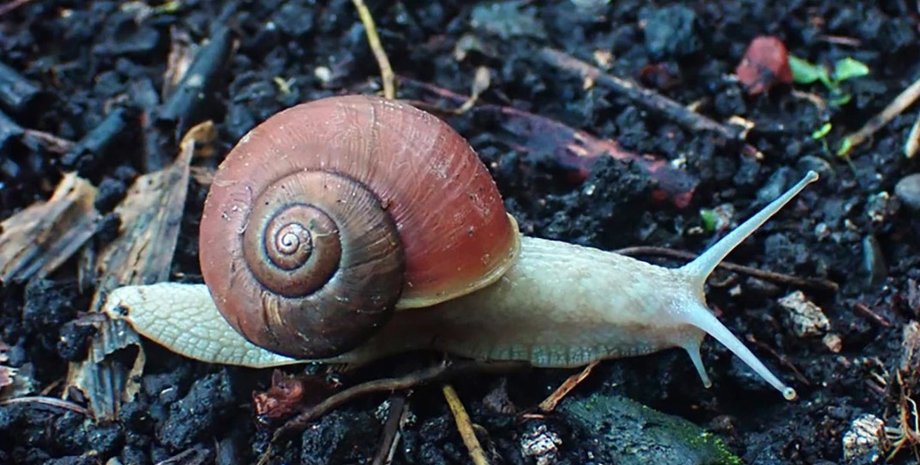 улитки, скорость улиток, улитки угроза