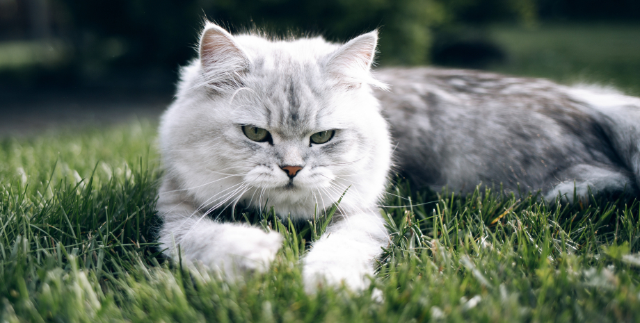 персидская кошка, кошка