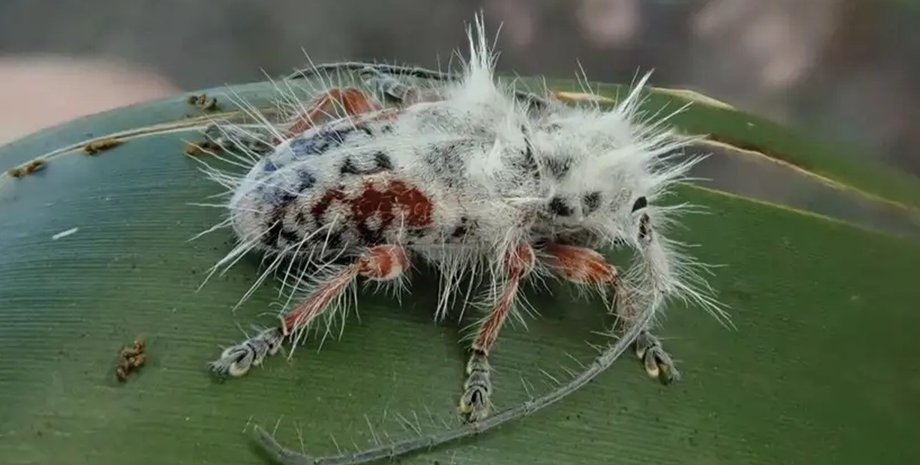 жук, новый вид, Excastra albopilosa