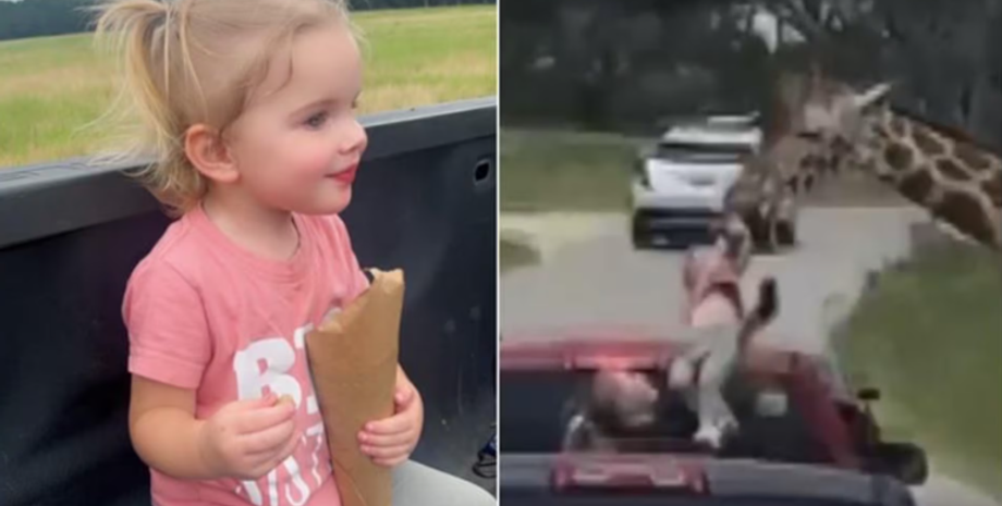 Девочку украла жирафа, Джейсон Тотен, Пейсли, курьез, центр дикой природы, прикол, видео, США, зоопарк