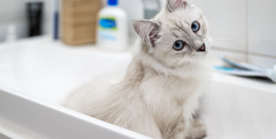 Кот в ванной Кот, купание, купание котов