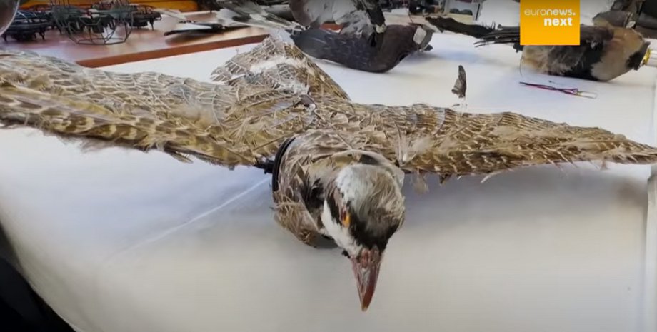 дрон, дроны, беспилотник, чучела птиц