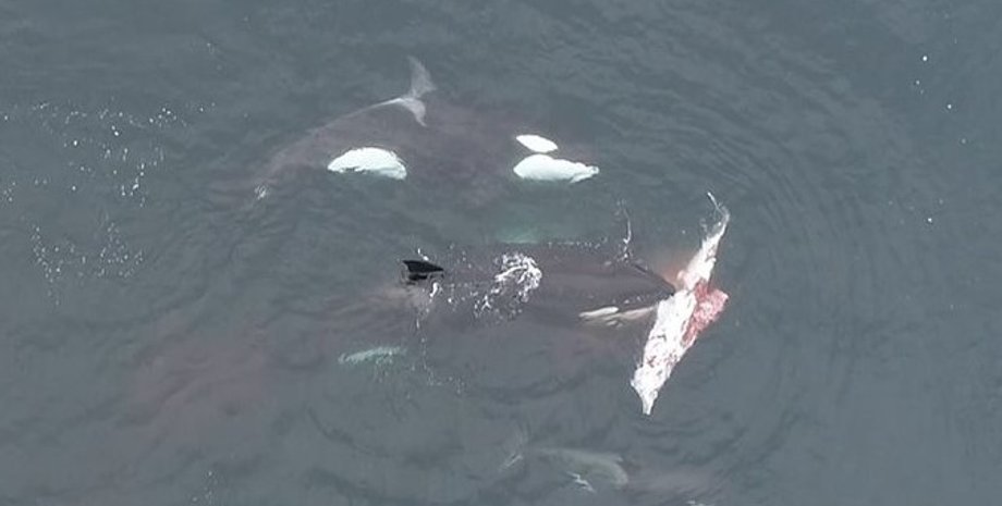 косатки, косатки охота