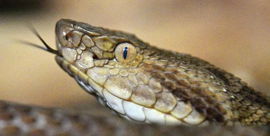 змії, зміїний острів, золотий списоголова