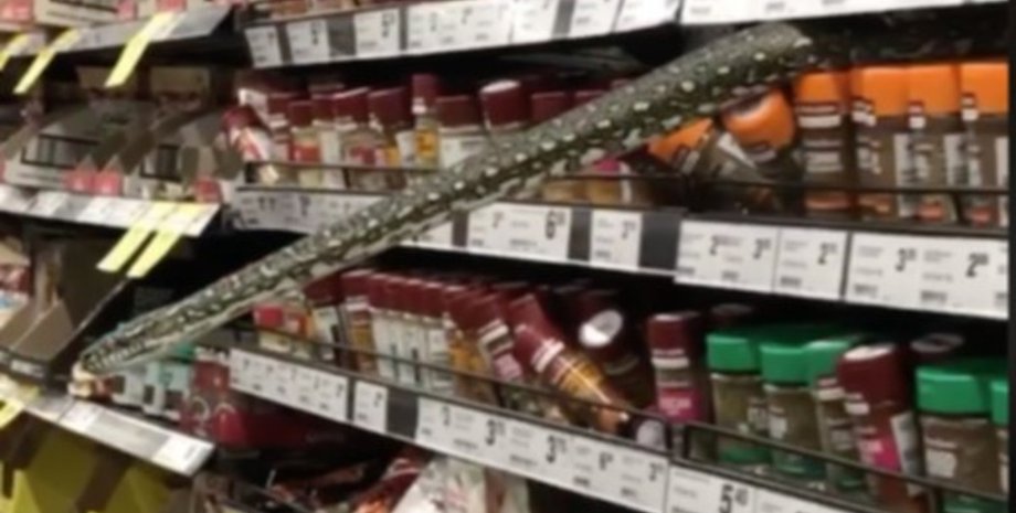 питон, супермаркет, Сидней, Австралия